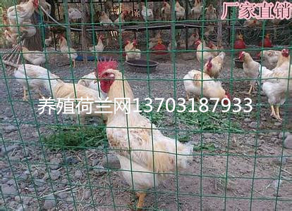 養雞綠色圍欄網